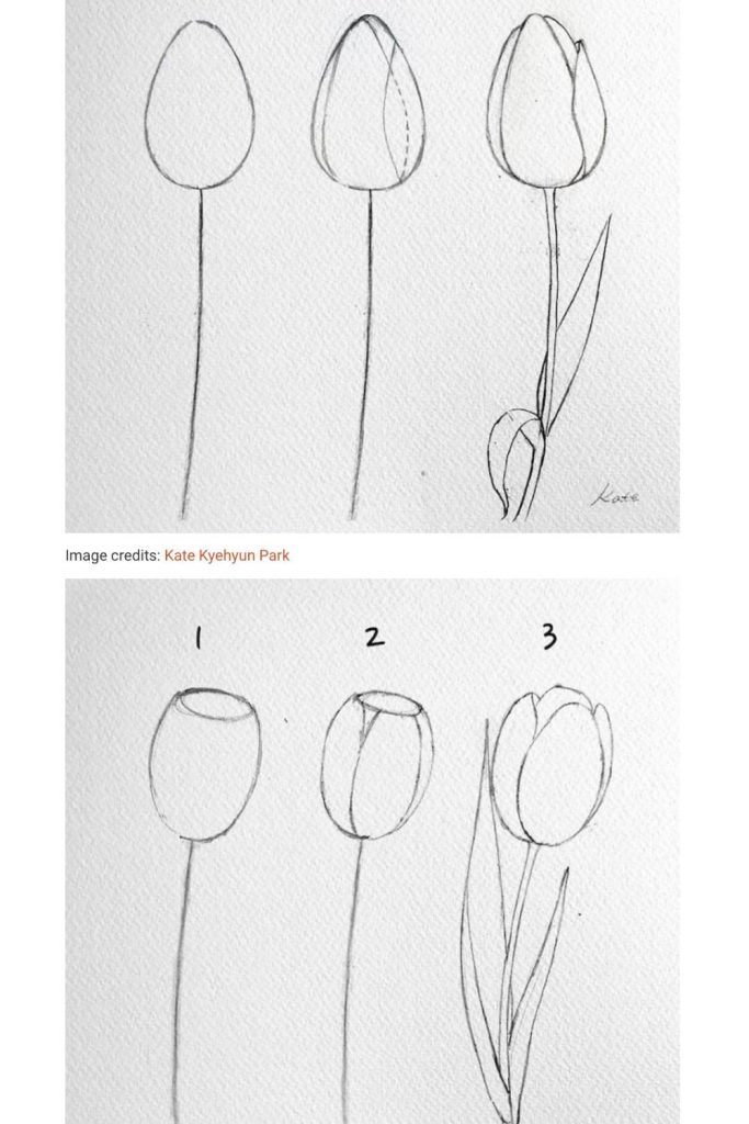 Flower Drawing Tulip