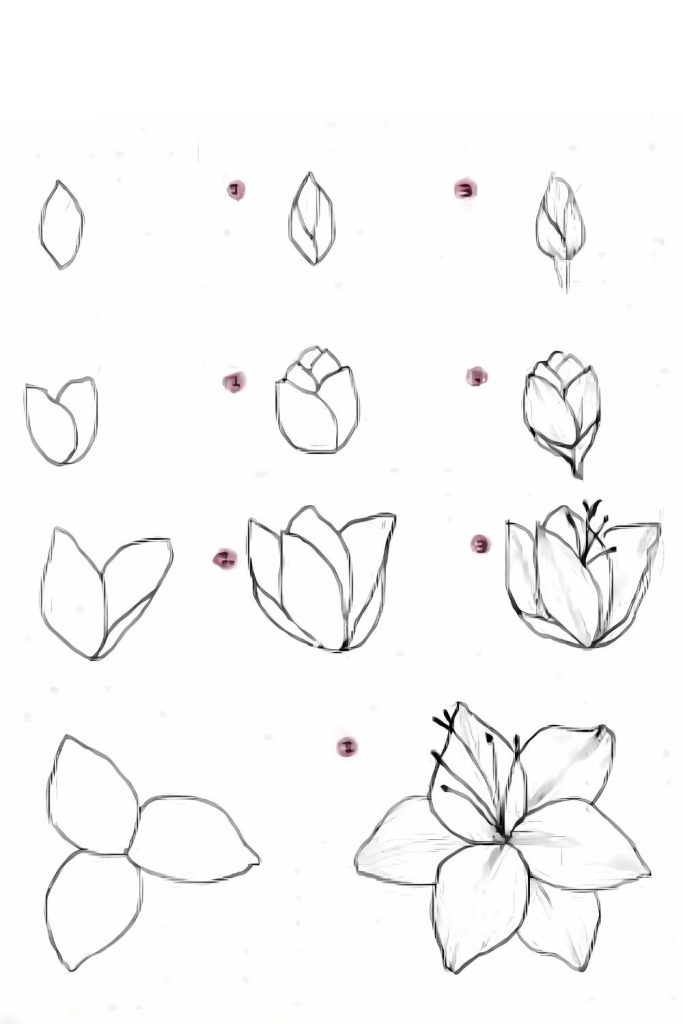 Flower Drawings Tutorials