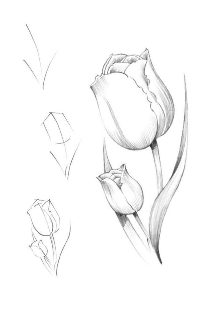 Tulip Flower Drawing