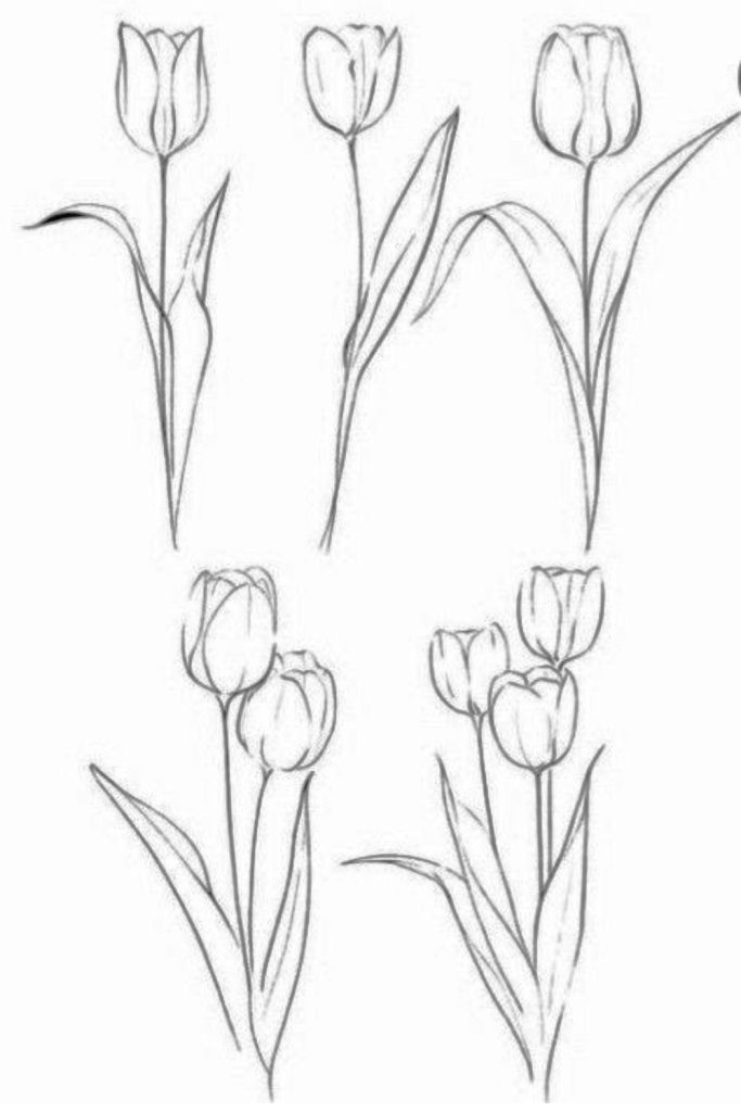 Tulip Sketch